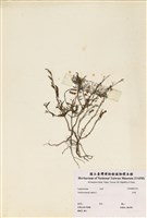 藏品(合萌)的圖片